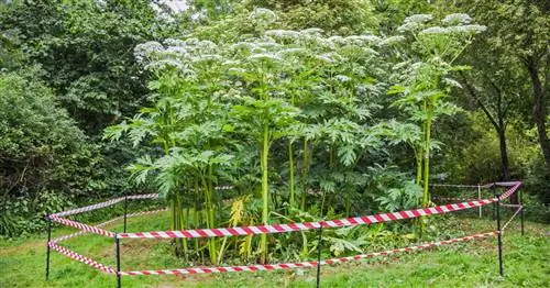 10 самых опасных ядовитых растений в саду