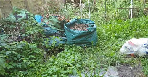 Заросший сад по соседству