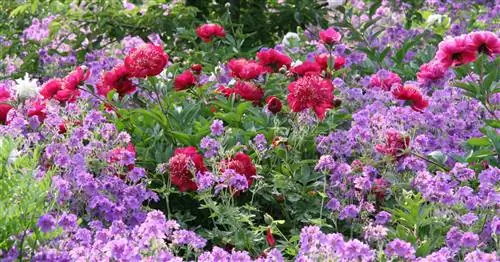 10 лучших многолетников для глинистой почвы