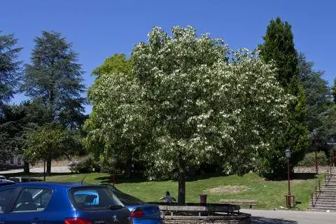 липа серебристая