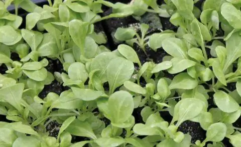 Салат баранина сорт Вит