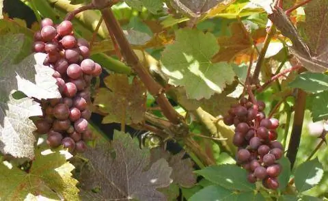 Красный виноград