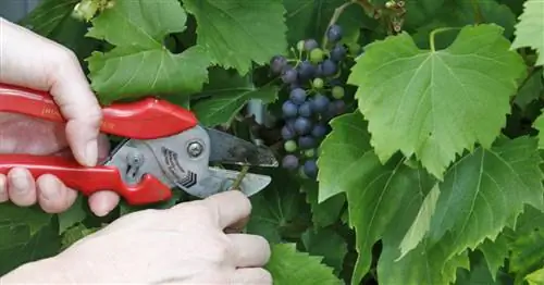 Обрезка виноградной лозы летом: вот как
