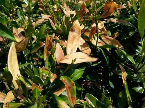 Загар на вишневых лаврах