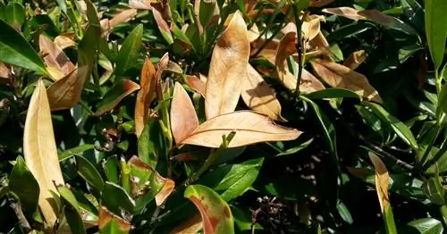 Вишневый лавр: 5 наиболее распространенных причин пожелтения или коричневого цвета листьев