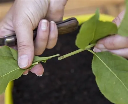 удалить нижние листья