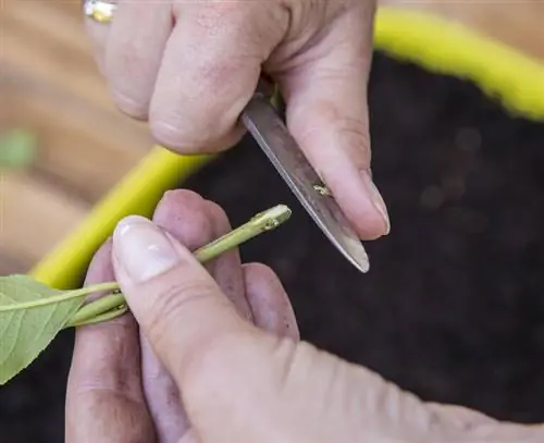 Травмированный срез для формирования корней