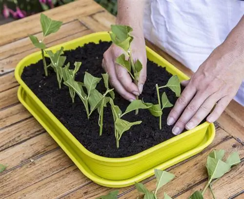 Положить в скорлупу
