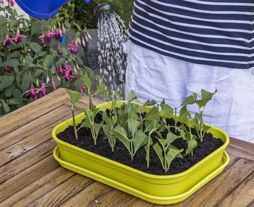 Полейте черенки