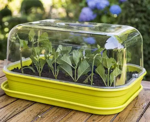 крышка чаша