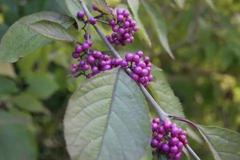 Красивые фрукты любят жемчужный куст