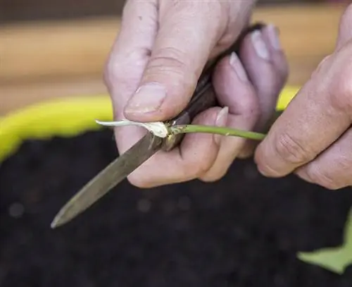 Отрезать язык коры