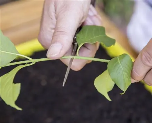 Сократить хруст