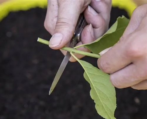 Подготовьте частичные черенки