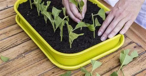 Умножьте красоту плодов черенкованием