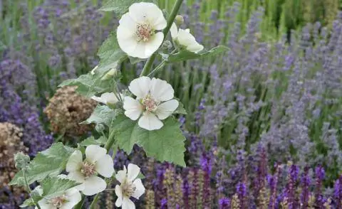 Холлихок Парк Авеню