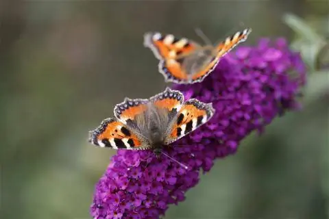 Буддлея цветет с бабочкой