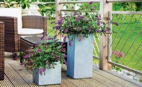 Буддлея 'Летняя гостиная'