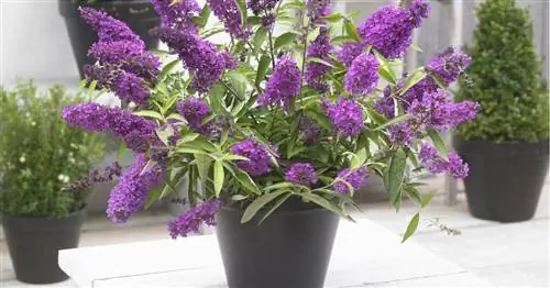 Буддлея как контейнерное растение