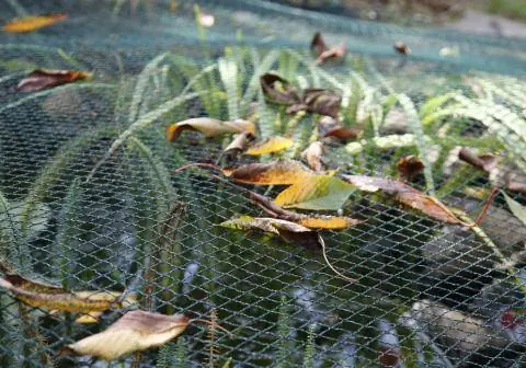 Листва на защитной сетке