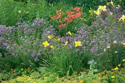 Лилейники пригодные для употребления в пищу