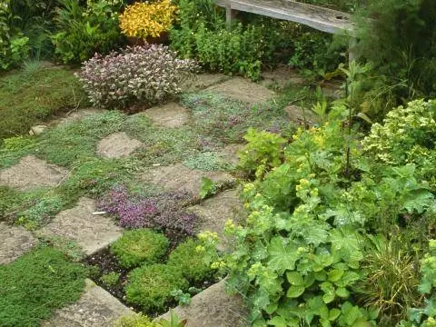 травы в суставах