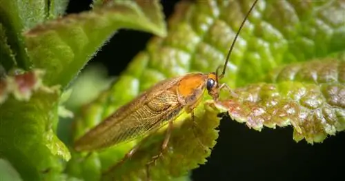 Янтарный таракан: этот вид безвреден