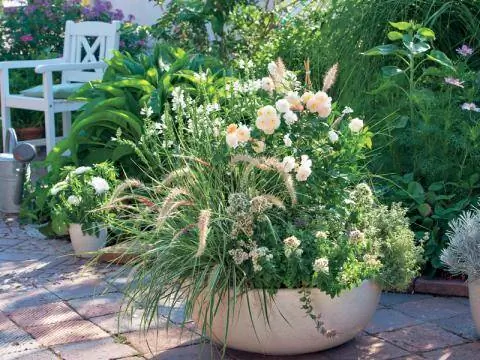 Травы и травы для чистки ламп