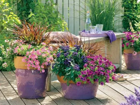 летние цветы и декоративные травы