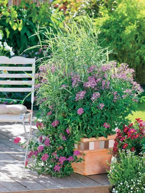 тростниковая канареечная трава