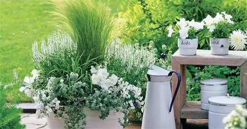 Самые красивые декоративные травы для горшков