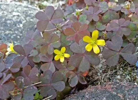 Щавель (Oxalis corniculata) в стыках тротуаров