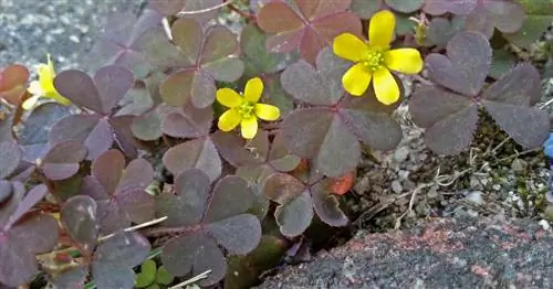 Успешно бороться с щавелем в саду