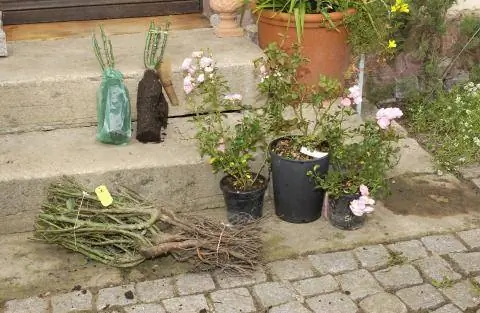 сравнение роз