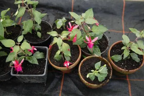 умножить фуксии