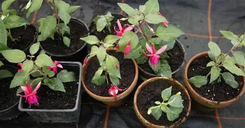 6 советов, как дешево получить новые растения