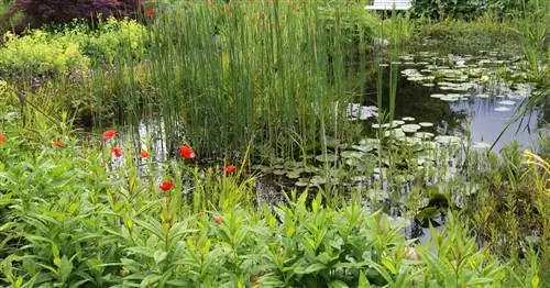 Лучшие прудовые растения для любой глубины воды