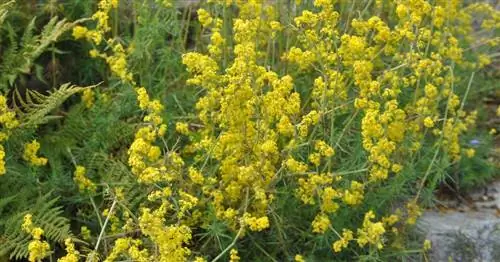 Важнейшие растения-индикаторы для сухой почвы