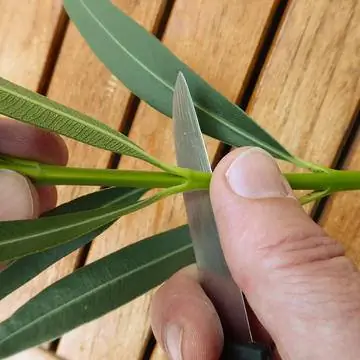 Укоротить побег для черенкования