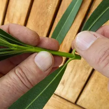 удалить нижние листья на побеге