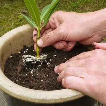 черенкование олеандра укорененного
