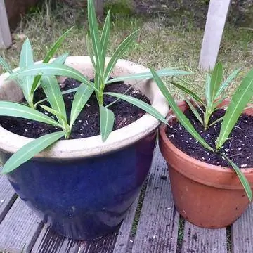 посаженные черенки олеандра