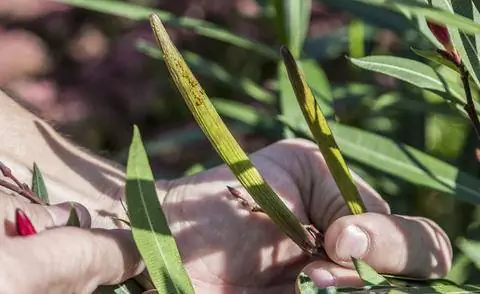семенная головка, соплодие олеандра