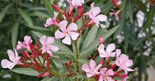 Успешно размножаем олеандры