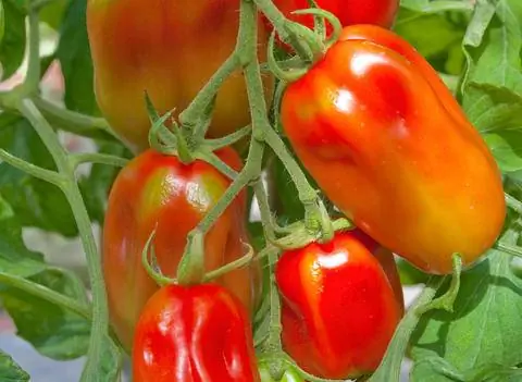 Помидоры 'Сан-Марцано'