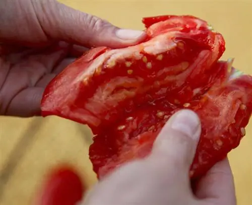 Открыть помидор пополам