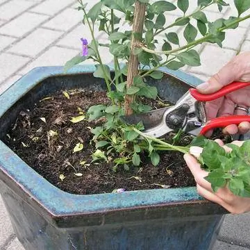 Удаление побегов со стебля горечавки кустовой