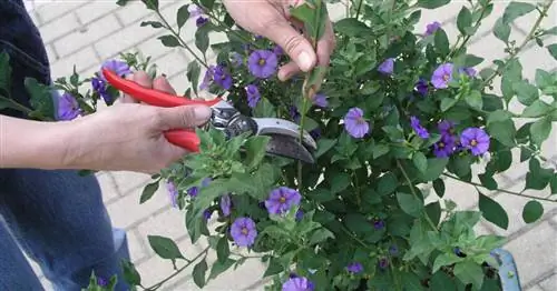 Правильно обрезать куст горечавки