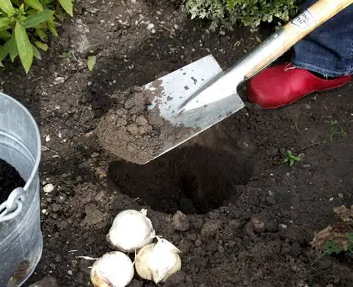 Копаем яму для лука