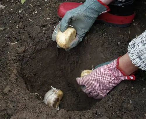 Положить декоративный лук